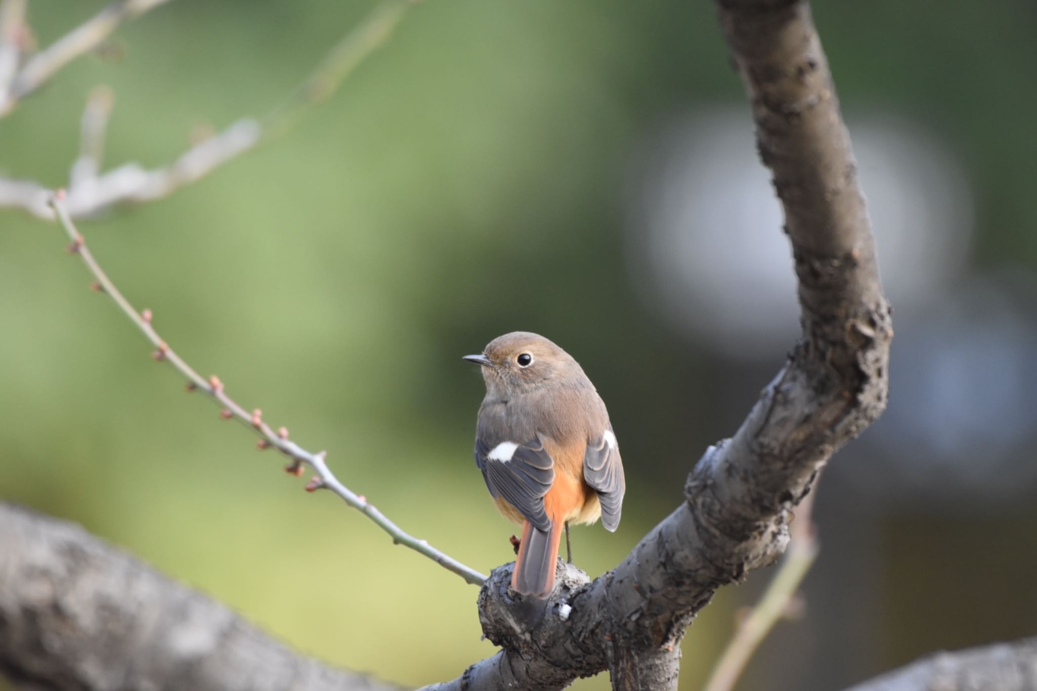 Daurian Redstart