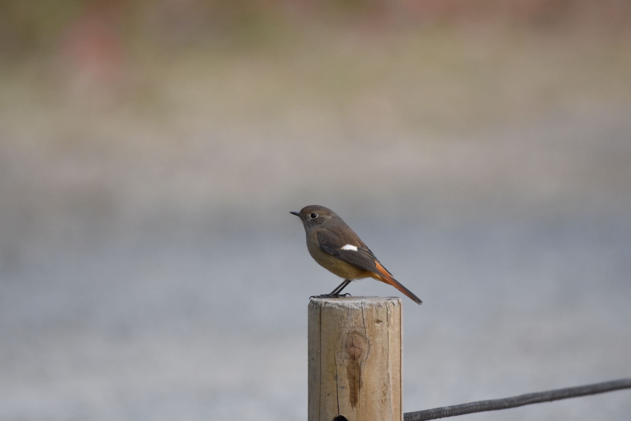 Daurian Redstart