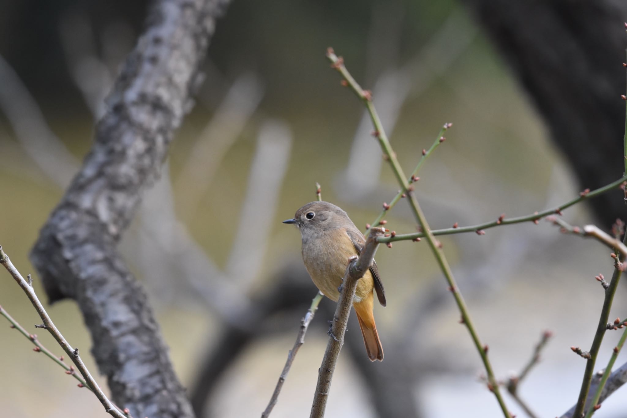 Daurian Redstart