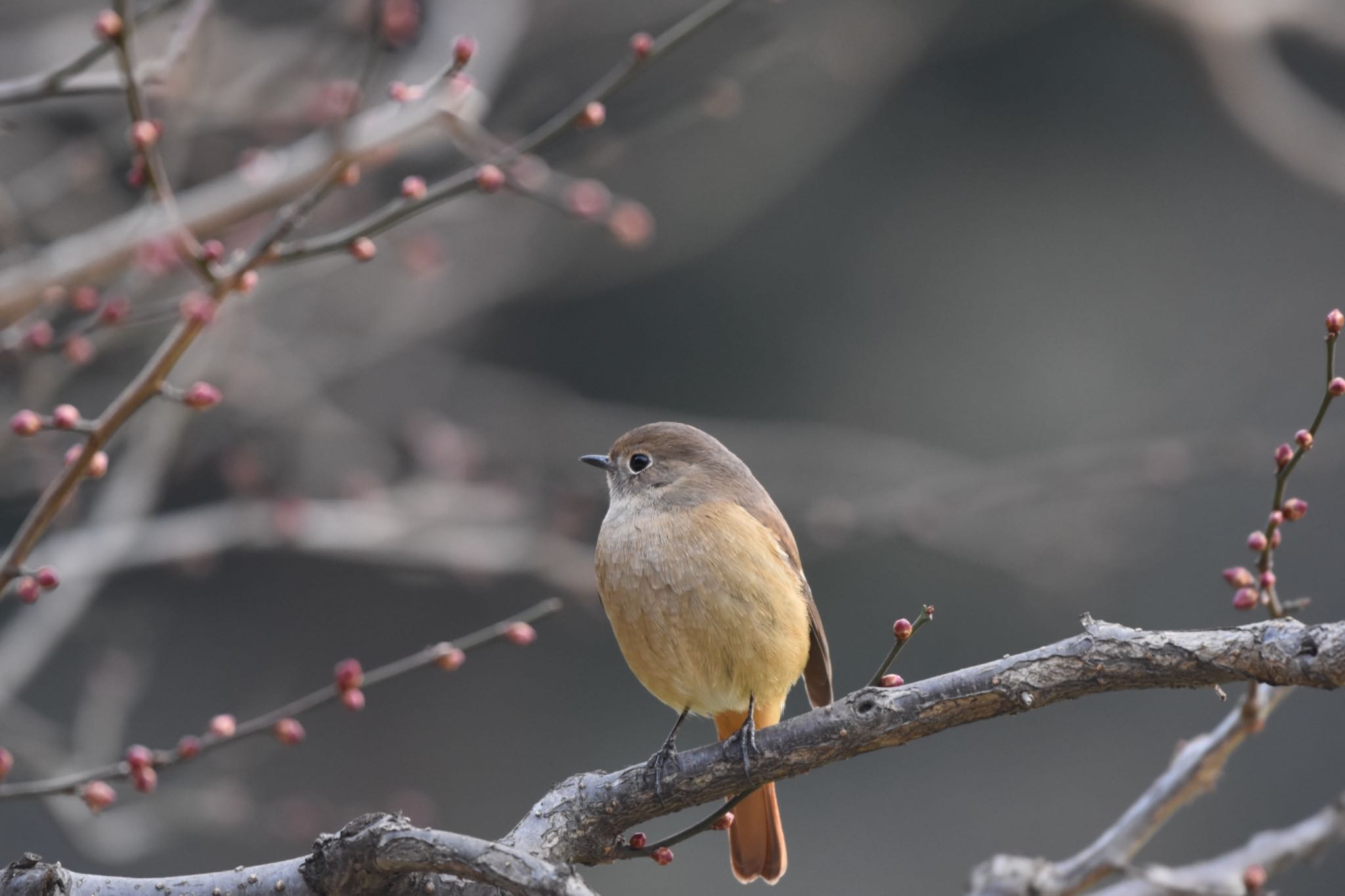 Daurian Redstart