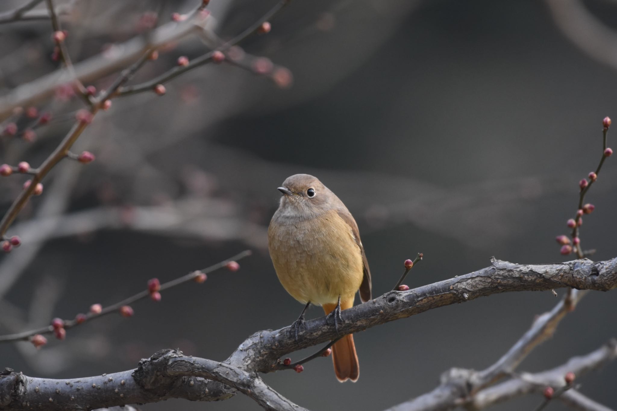 浜離宮恩賜庭園 ジョウビタキの写真 by Hofstadter2303