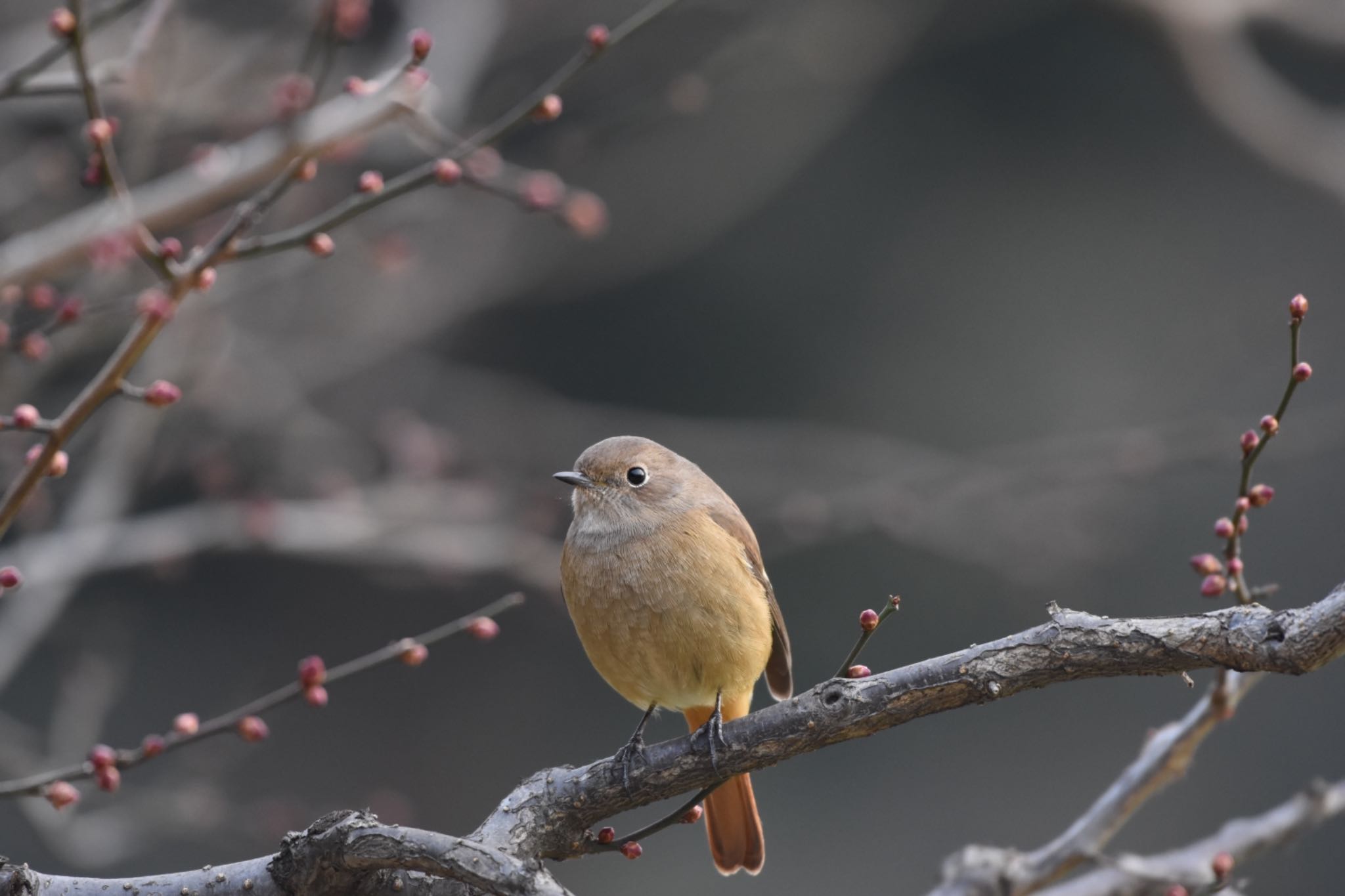 Daurian Redstart