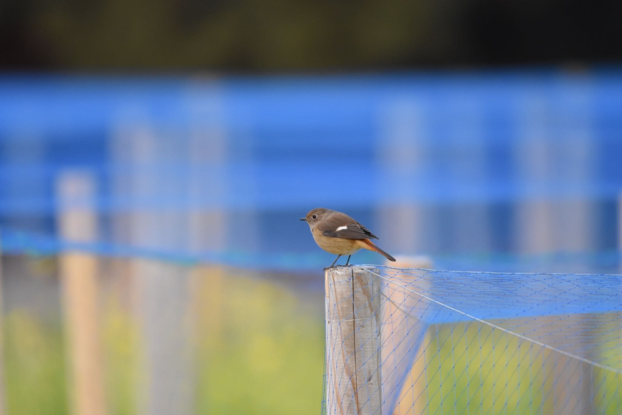 Daurian Redstart