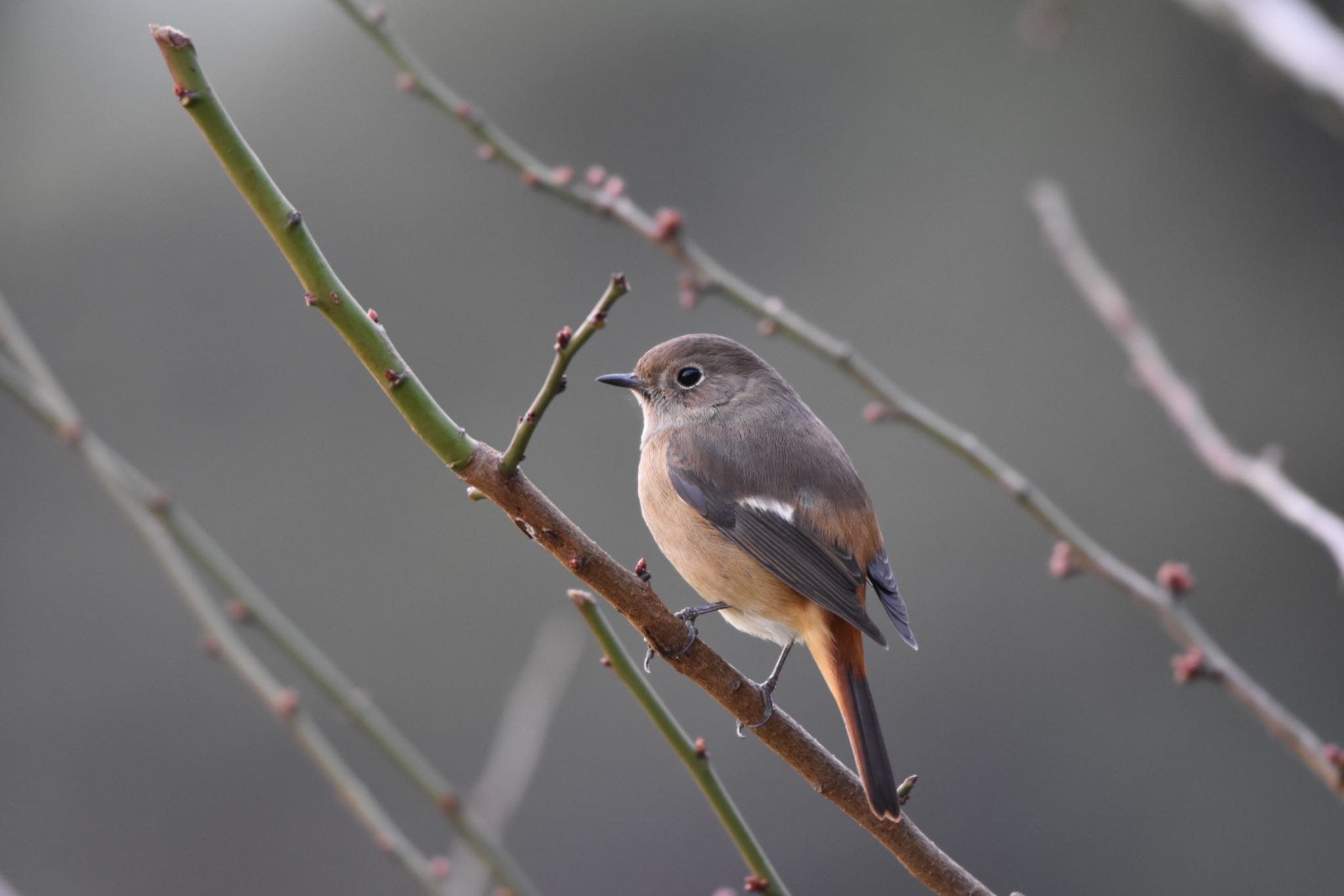 Daurian Redstart