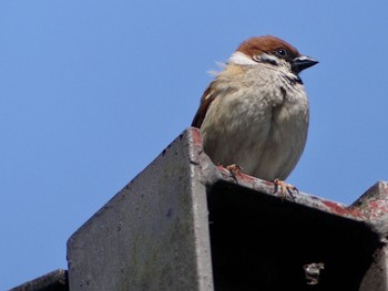 Eurasian Tree Sparrow 東山動植物園 Tue, 3/26/2019