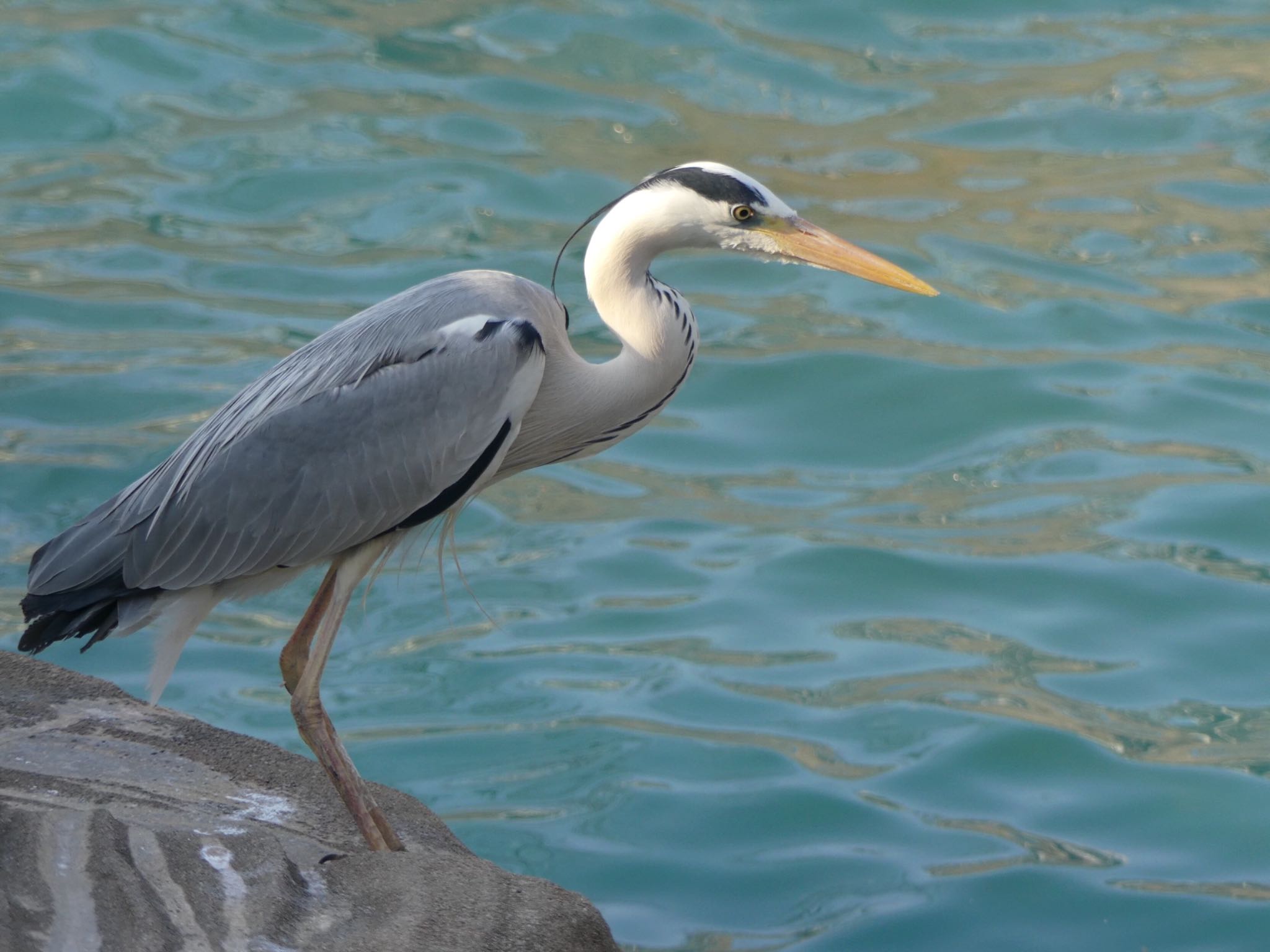 Photo of Grey Heron at 東山動植物園 by azukimikan