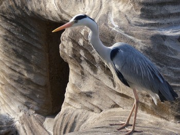 Grey Heron 東山動植物園 Tue, 3/26/2019