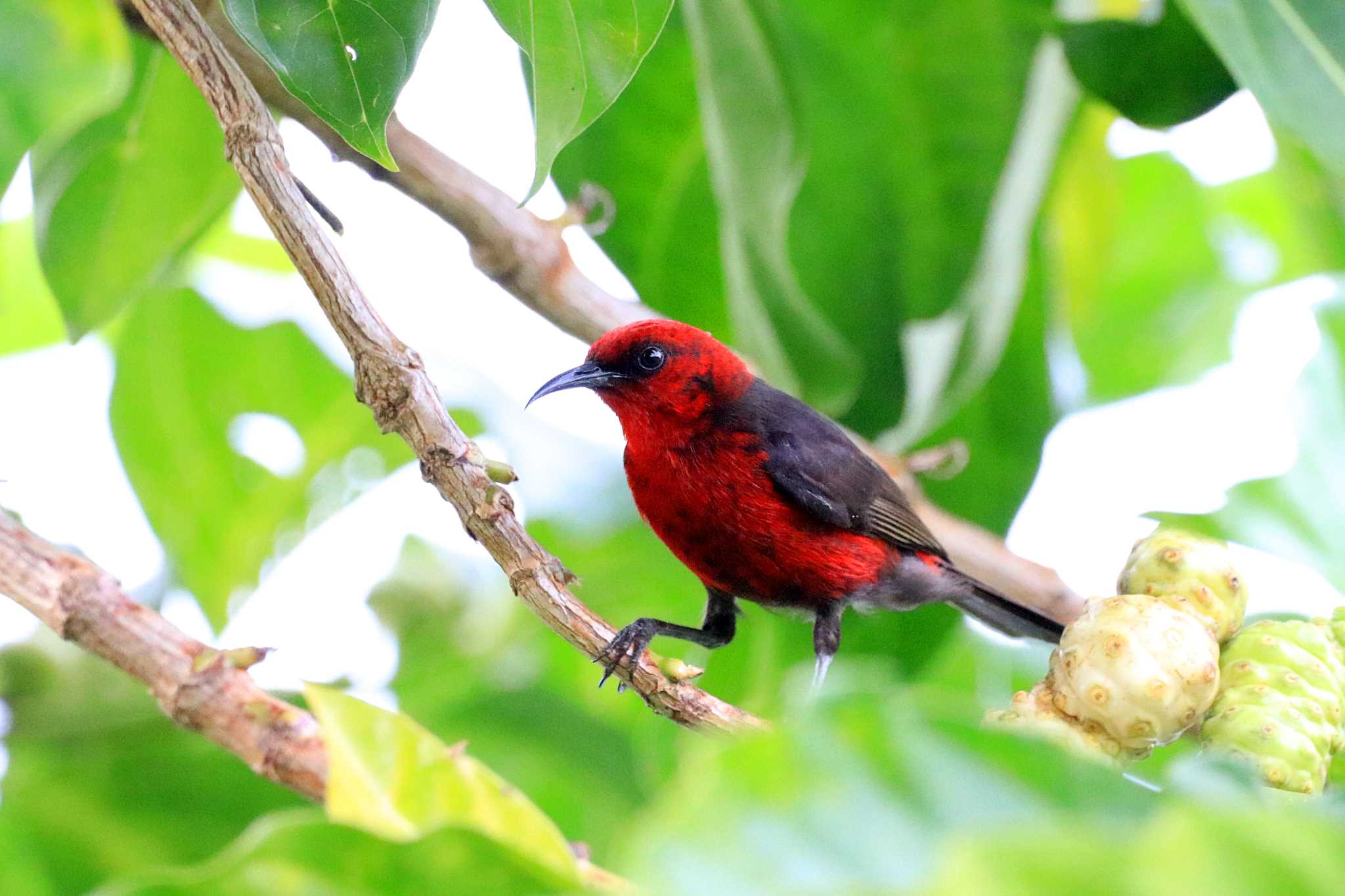 Photo of Micronesian Myzomela at Peleliu Island (Palau) by とみやん