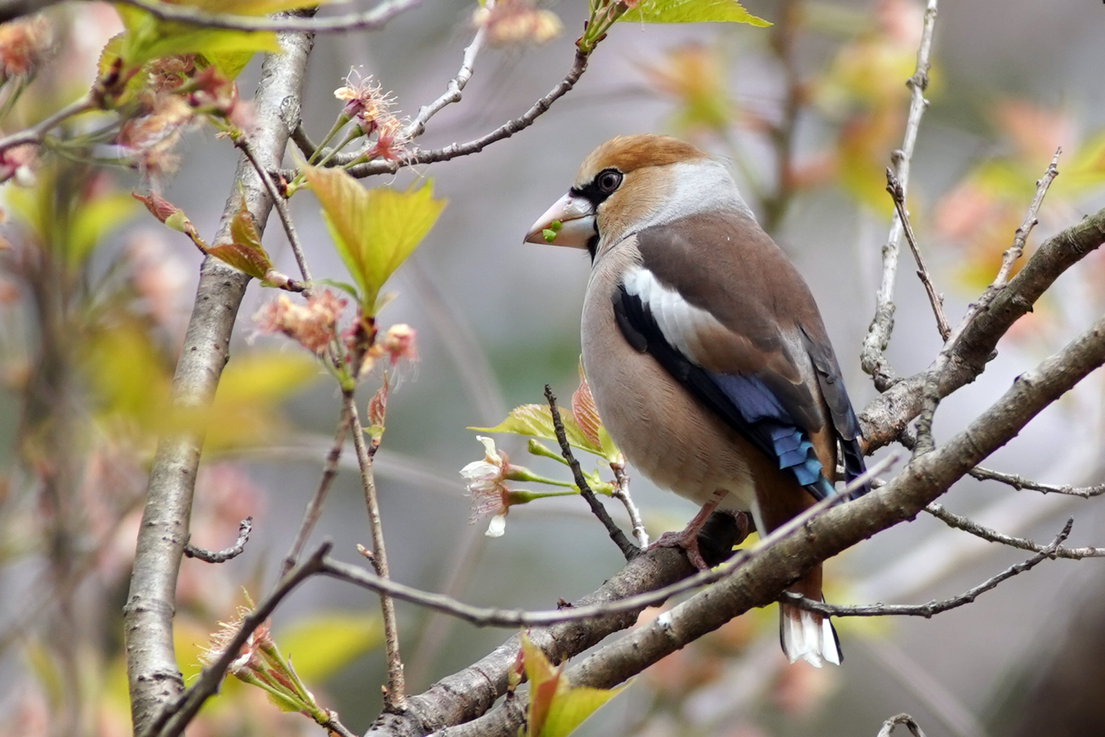 Photo of Hawfinch at 東京都多摩地域 by Orion-HAS