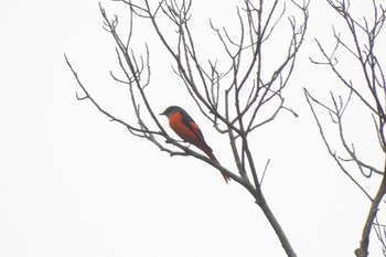 Grey-chinned Minivet 烏来(台湾) Fri, 3/29/2019