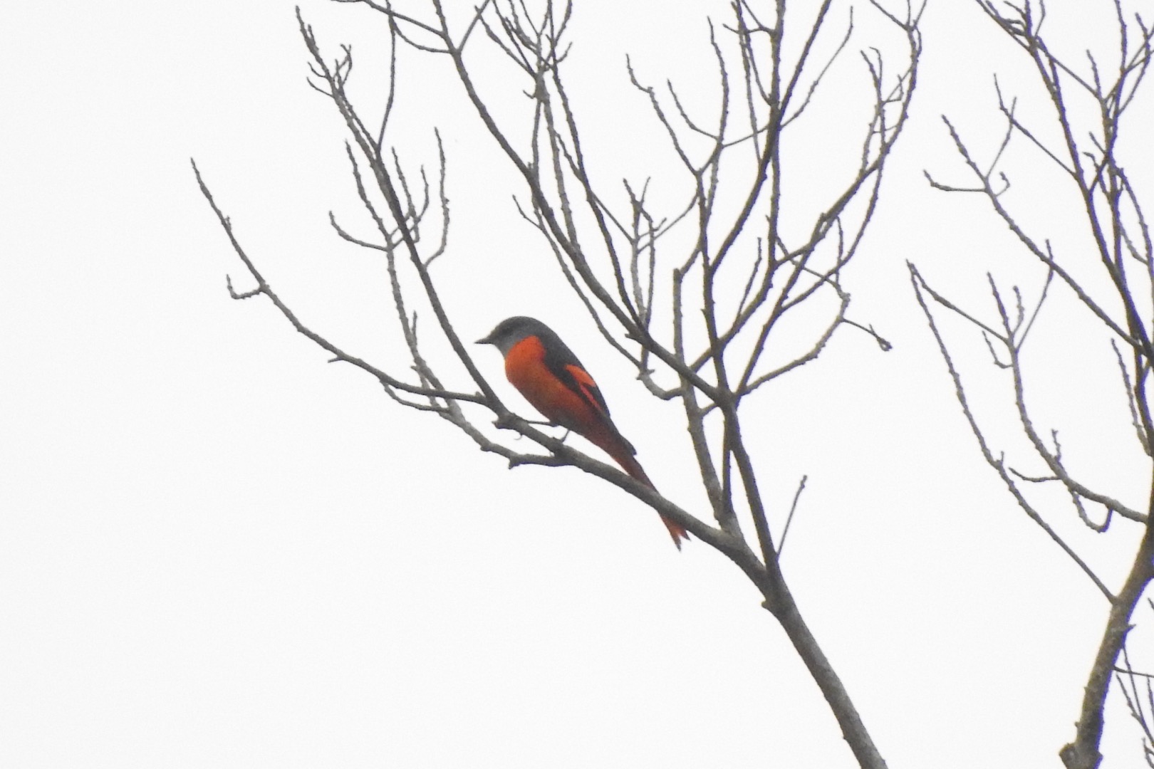 Grey-chinned Minivet