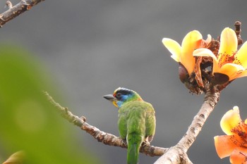 Taiwan Barbet 烏来(台湾) Fri, 3/29/2019