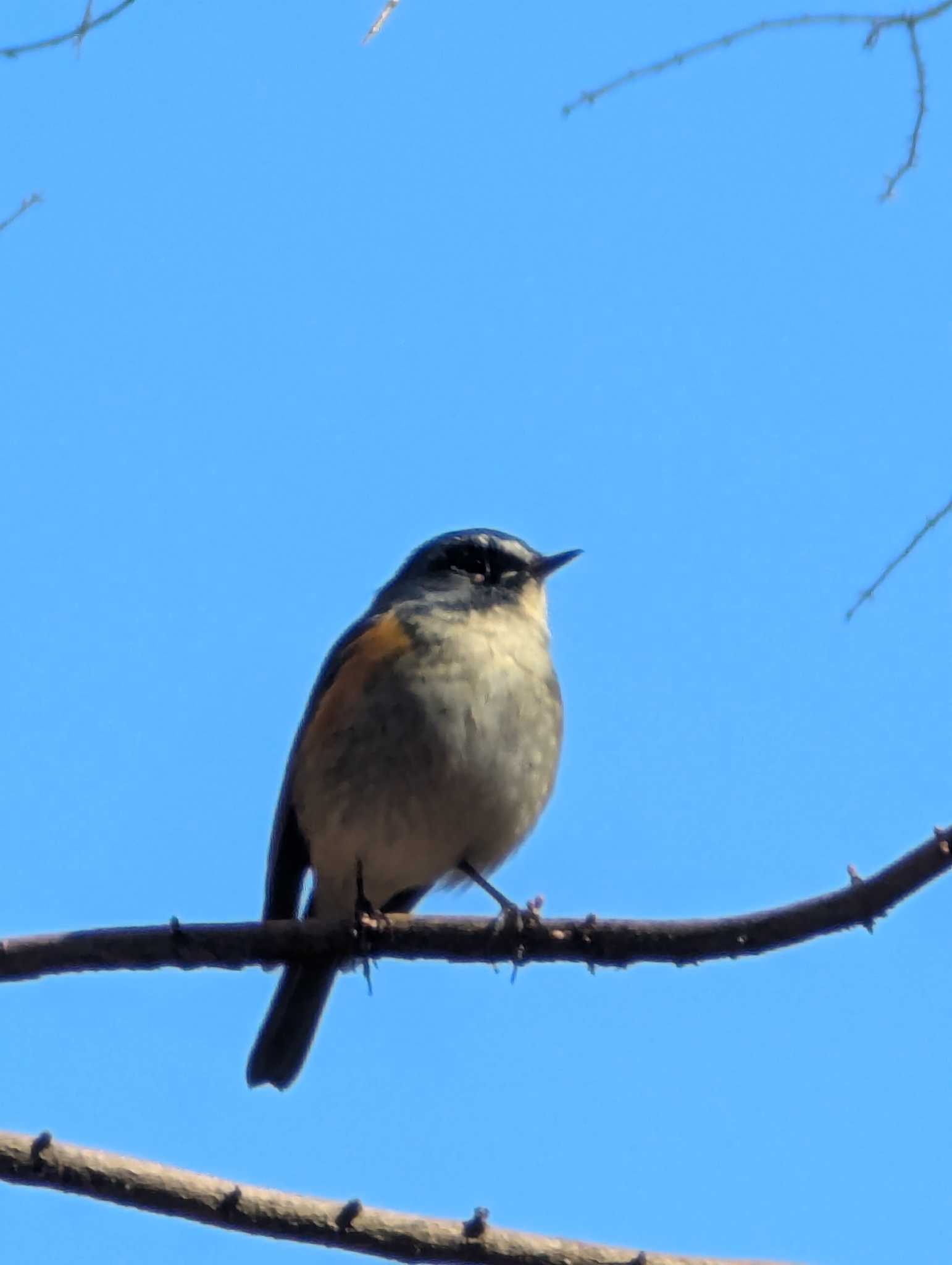 2025年1月28日(火) 東京都立桜ヶ丘公園(聖蹟桜ヶ丘)の野鳥観察 2025年1月28日(火) 東京都立桜ヶ丘公園(聖蹟桜ヶ丘)の野鳥観察