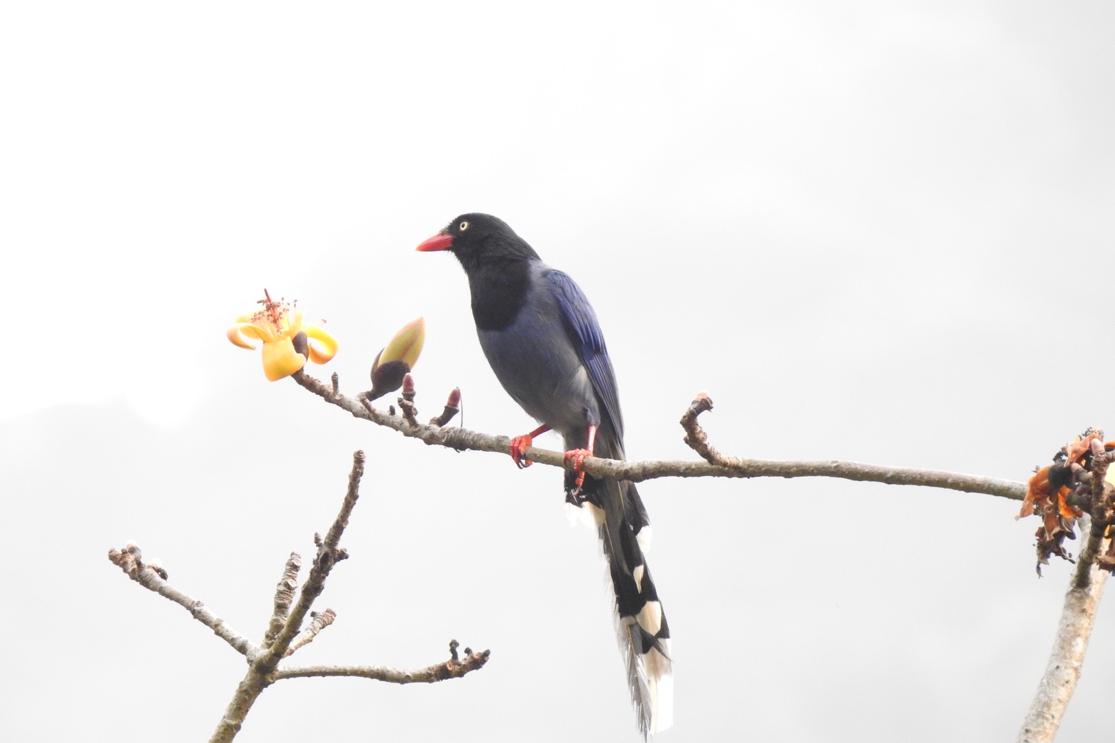 Photo of Taiwan Blue Magpie at 烏来(台湾) by Seitakashigi