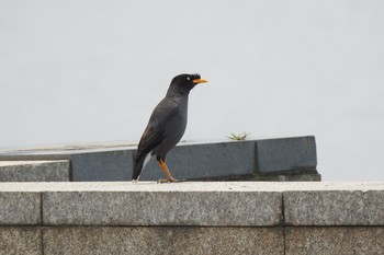 Javan Myna 延兵河畔公園 Fri, 3/29/2019