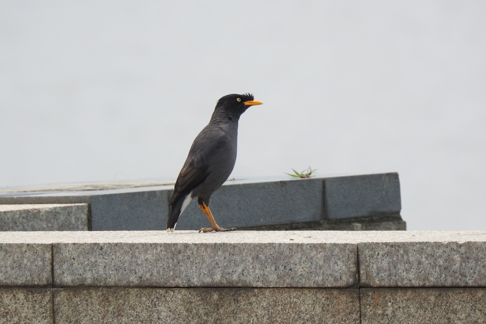 延兵河畔公園 ジャワハッカの写真 by Seitakashigi