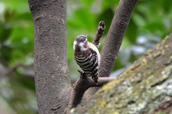 2019年3月29日(金) 加木屋緑地の野鳥観察記録