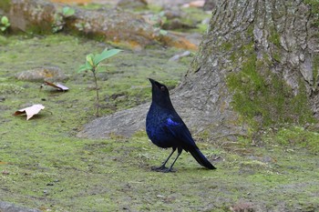 ルリチョウ 陽明山前山公園 2019年1月20日(日)