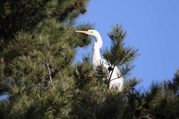 ダイサギ 北海道 函館市 見晴公園 2019年3月29日(金)