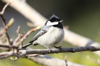 ヒガラ 北海道 函館市 見晴公園 2019年3月29日(金)