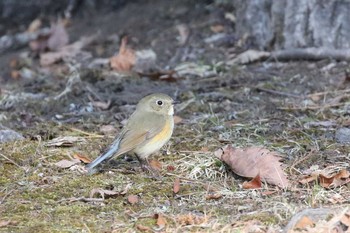 ルリビタキ 北海道 函館市 見晴公園 2019年3月29日(金)