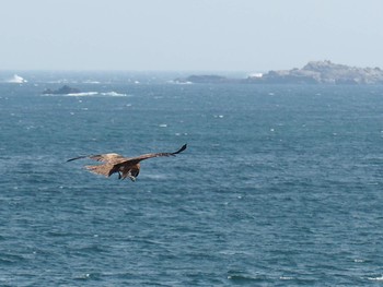 2018年5月6日(日) 鴨川シーワールドの野鳥観察記録