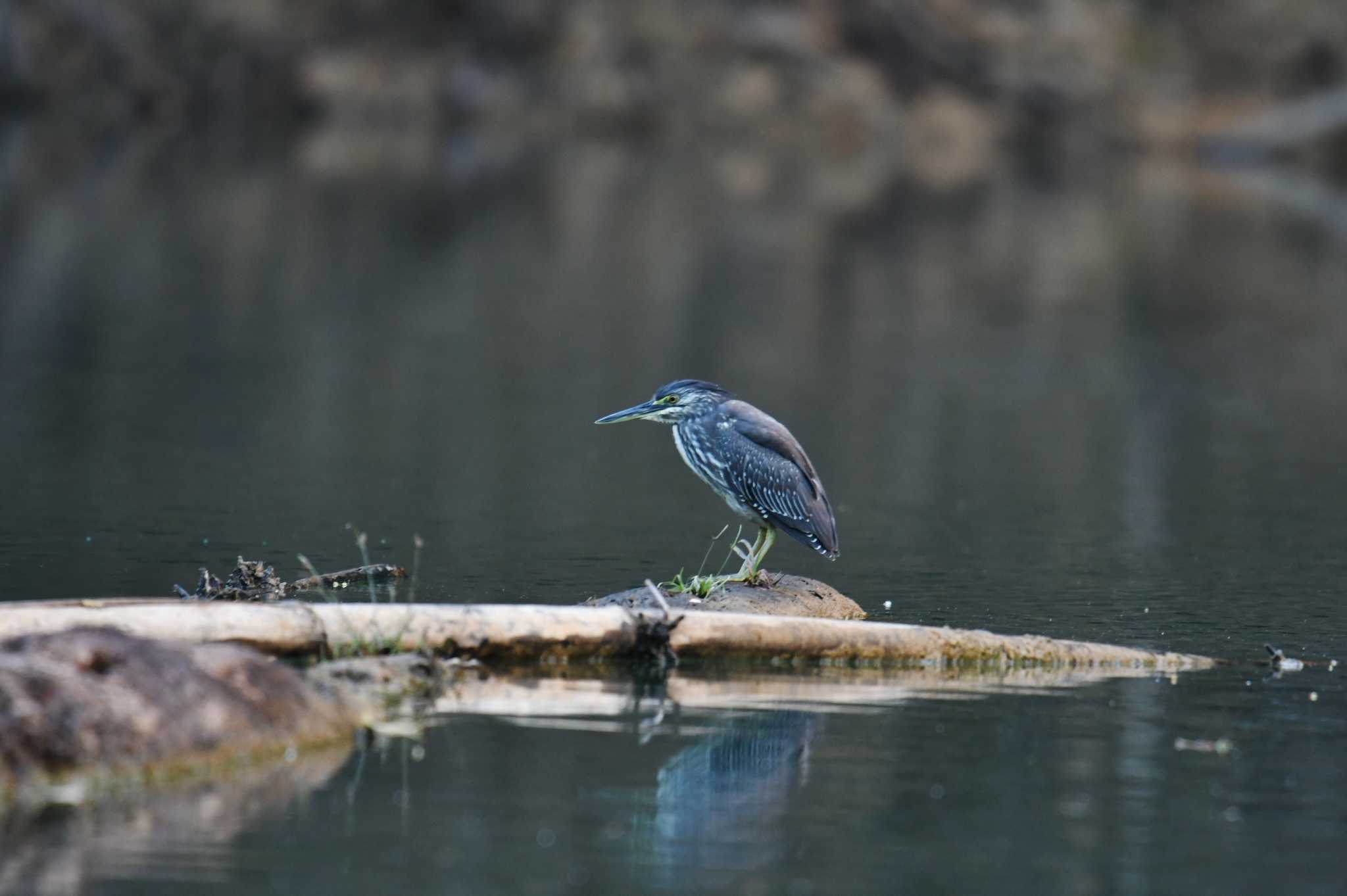 Photo of Striated Heron at Khao Sok NP by あひる