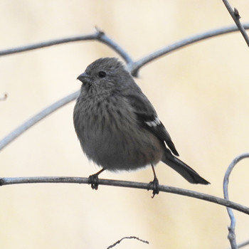 ベニマシコ 守谷野鳥のみち 2019年3月24日(日)