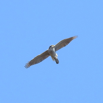 オオタカ 守谷野鳥のみち 2019年3月24日(日)