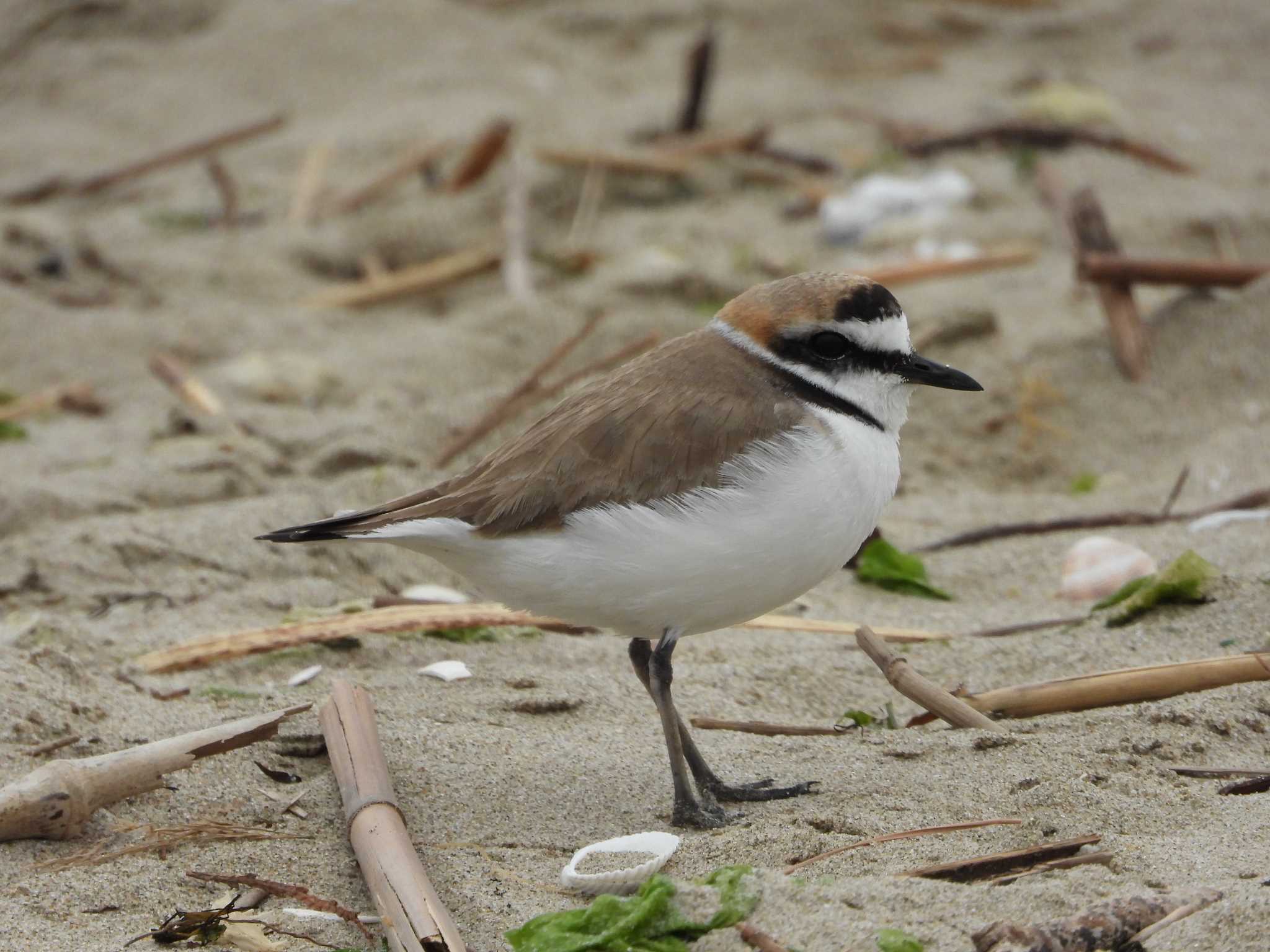 Photo of Kentish Plover at 新舞子海岸 by ひなそら