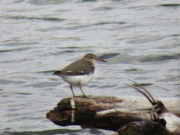 Common Sandpiper 大阪市淀川区 Fri, 3/22/2019