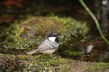 ヒガラ 北海道 函館市 見晴公園 2019年3月30日(土)