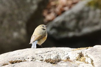 ルリビタキ 北海道 函館市 見晴公園 2019年3月30日(土)