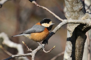 ヤマガラ 北海道 函館市 見晴公園 2019年3月30日(土)