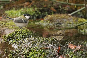 キクイタダキ 北海道 函館市 見晴公園 2019年3月30日(土)