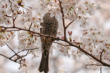 ヒヨドリ 三ツ池公園(横浜市鶴見区) 2019年3月28日(木)