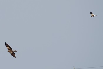 2019年3月29日(金) 矢橋帰帆島 (滋賀県草津市)の野鳥観察記録