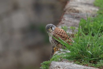 2019年3月30日(土) 大阪城公園の野鳥観察記録