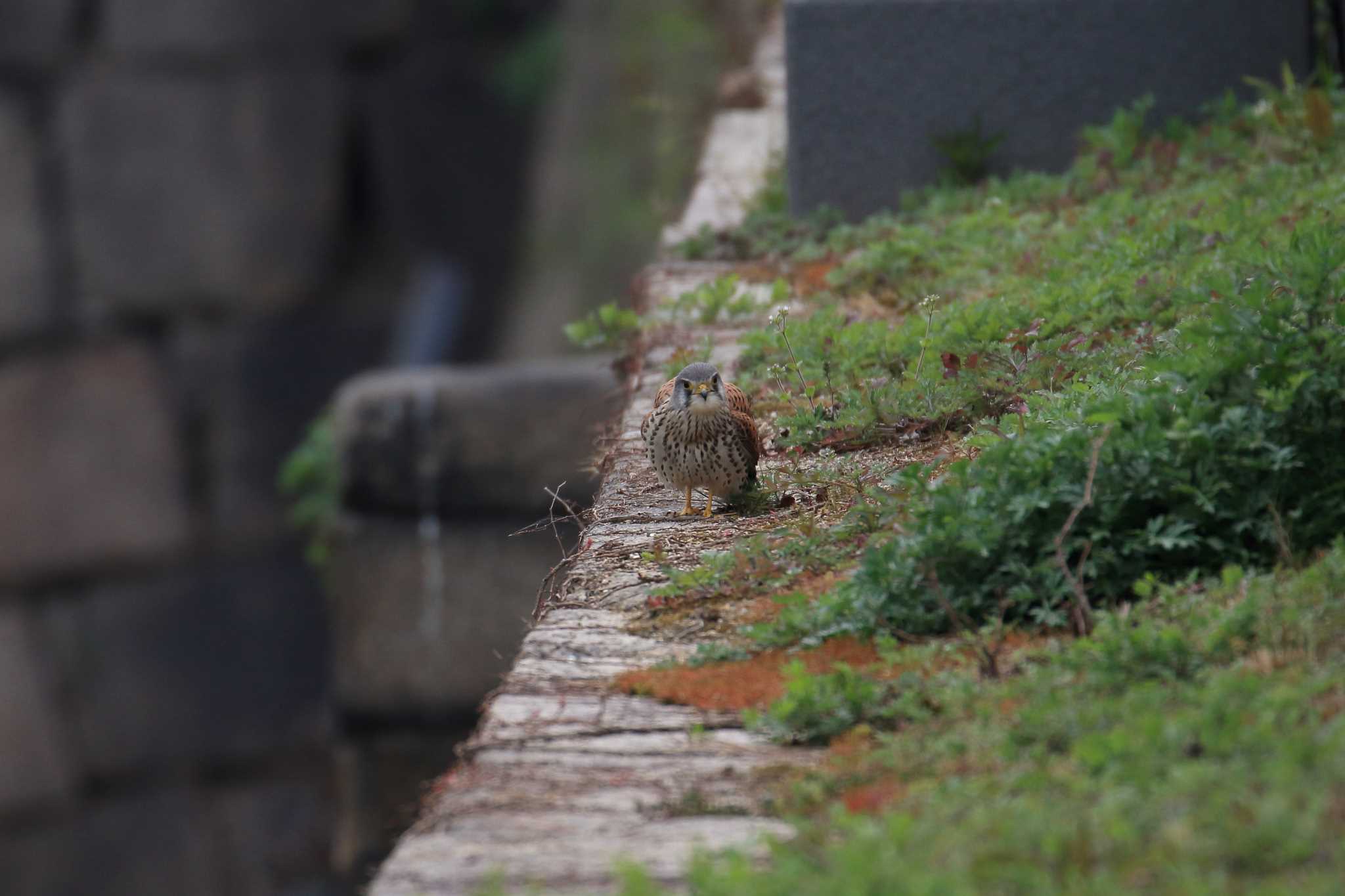 大阪城公園 チョウゲンボウの写真 by 明石のおやじ