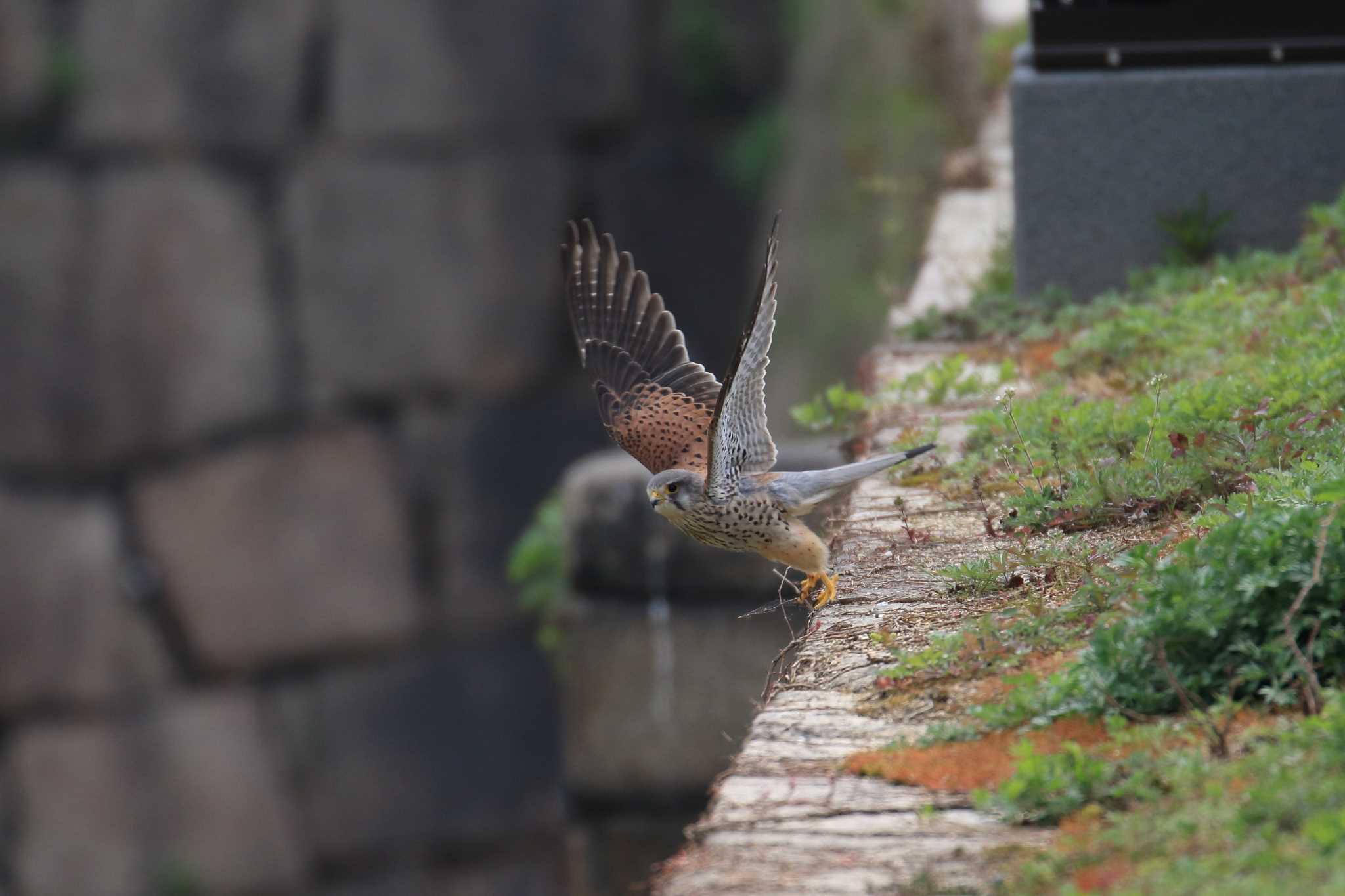 大阪城公園 チョウゲンボウの写真 by 明石のおやじ