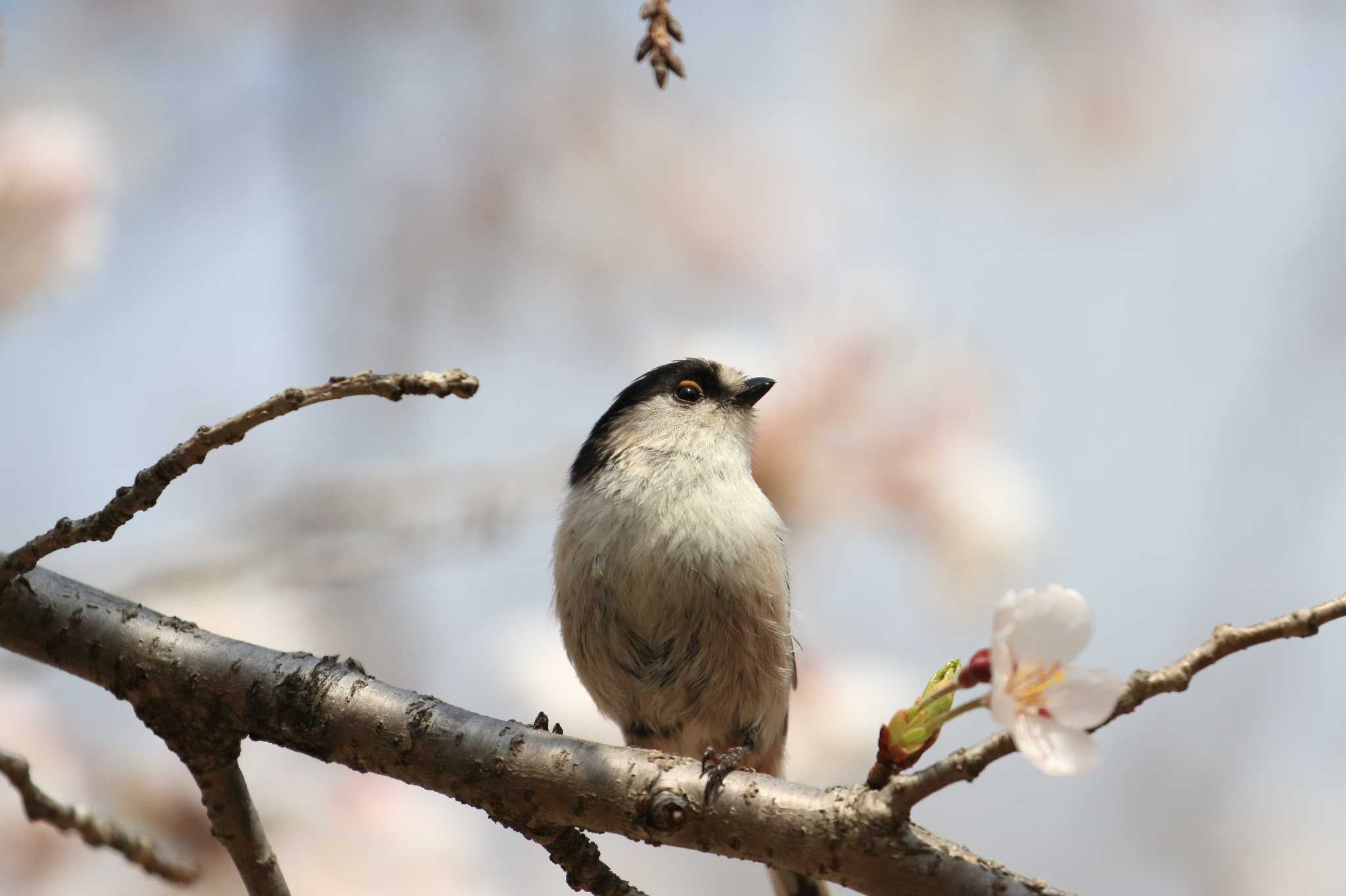 大阪城公園 エナガの写真 by 明石のおやじ