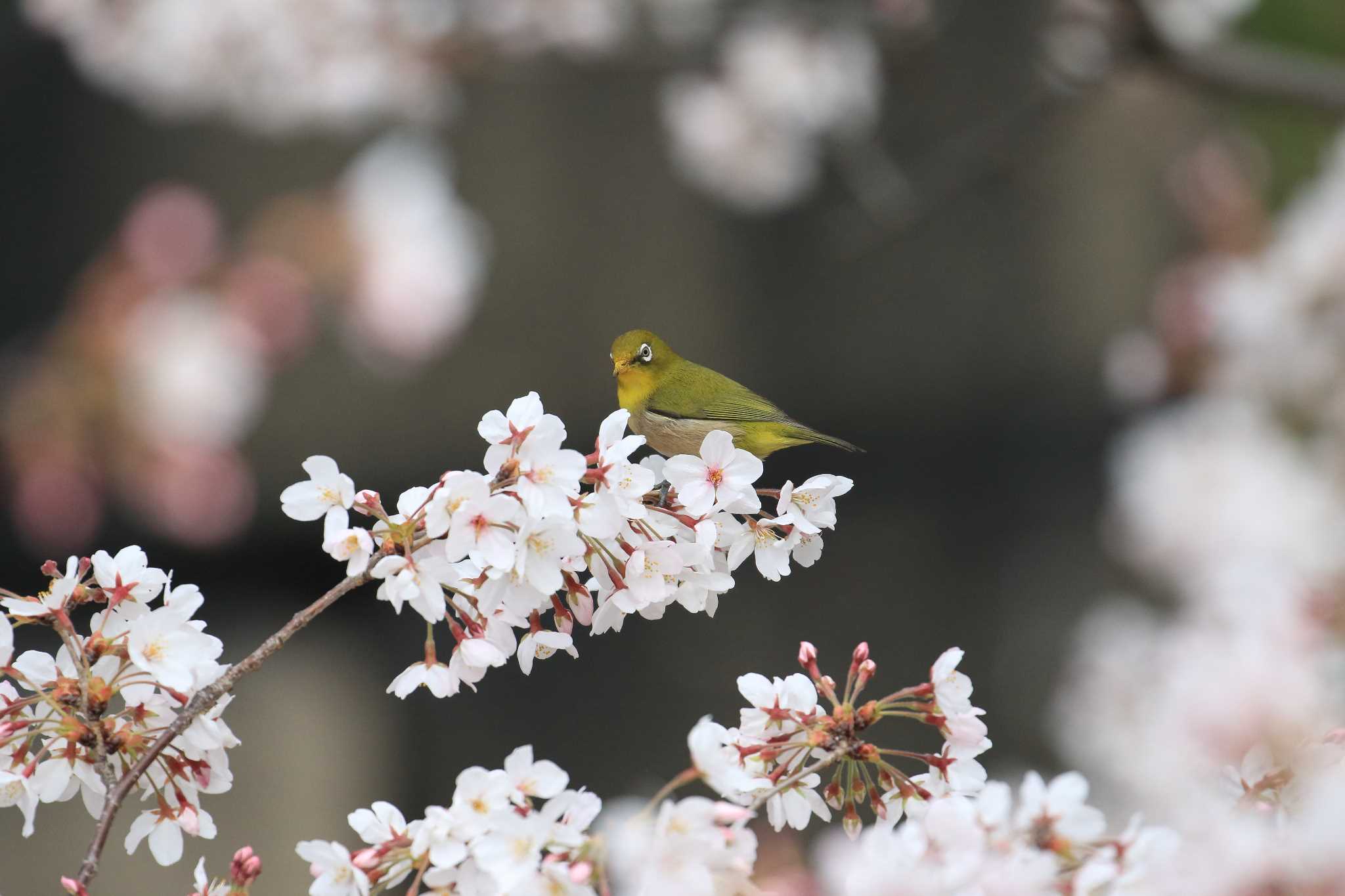 大阪城公園 メジロの写真 by 明石のおやじ