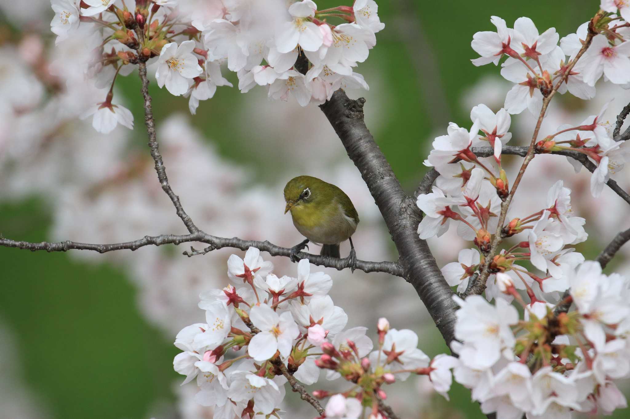 大阪城公園 メジロの写真 by 明石のおやじ