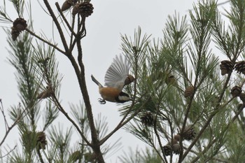 ヤマガラ 三重県上野森林公園 2019年3月30日(土)