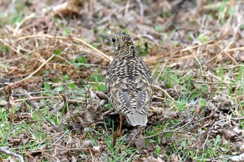 トラツグミ 三重県上野森林公園 2019年3月30日(土)