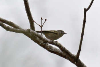 キクイタダキ 三重県上野森林公園 2019年3月30日(土)