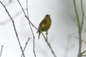 カワラヒワ 三重県上野森林公園 2019年3月30日(土)