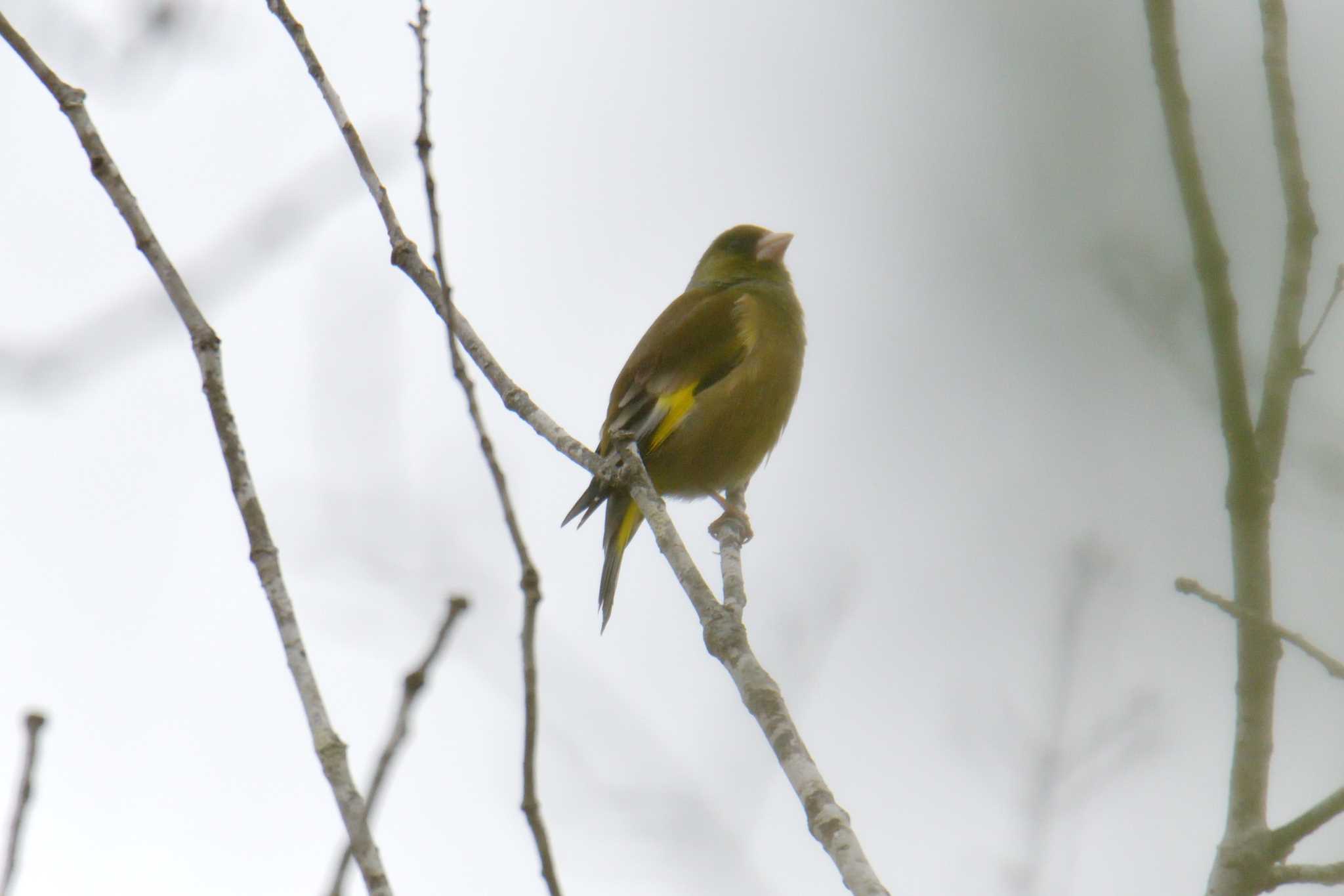 三重県上野森林公園 カワラヒワの写真 by masatsubo