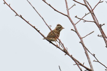 カシラダカ 三重県上野森林公園 2019年3月30日(土)