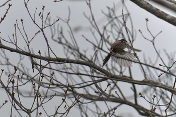 Sat, 3/30/2019 Birding report at Mie-ken Ueno Forest Park